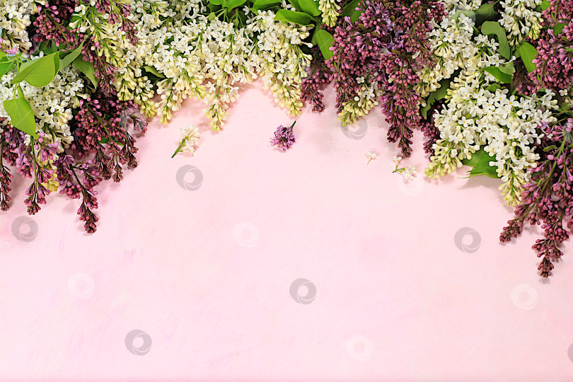 Скачать Абстрактная цветочная композиция, красивые весенние ветки сирени на розовом фоне, баннер, натюрморт с пространством для текста, цветочная праздничная открытка фотосток Ozero