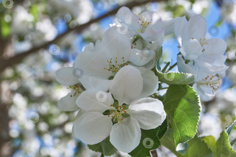 Скачать Цветы яблони на фоне кроны дерева и голубого неба. Яблоня цветет в саду. фотосток Ozero