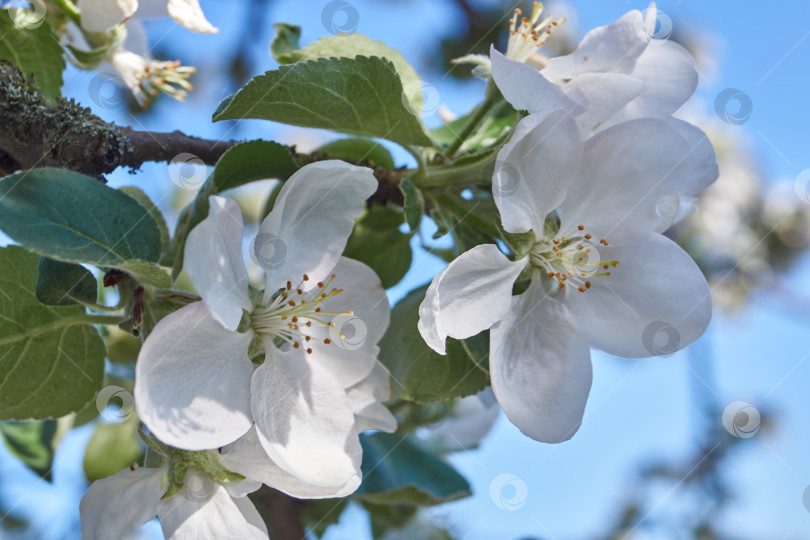 Скачать Цветы яблони на фоне кроны дерева и голубого неба. Яблоня цветет в саду. фотосток Ozero