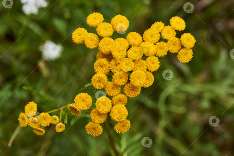 Скачать Пижма цветет в саду загородного дома. Пижма (лат. Tanacetum) - род многолетних травянистых растений и кустарников семейства сложноцветных (Asteraceae). фотосток Ozero