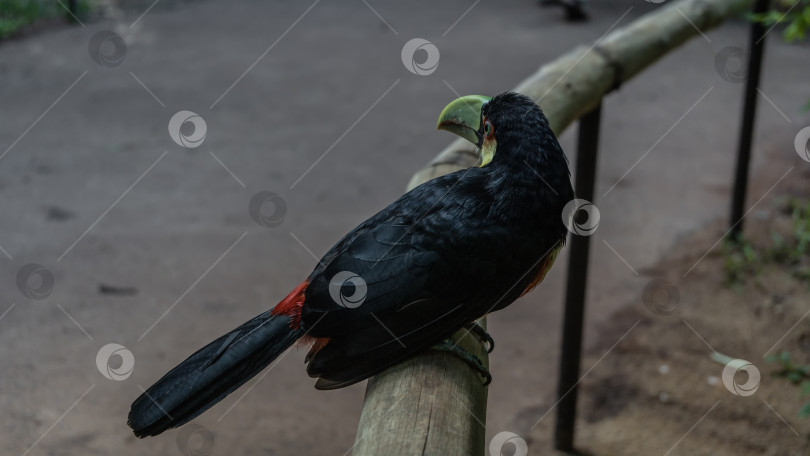 Скачать Яркая тропическая птица Ramphastos dicolorus зеленоклювый тукан фотосток Ozero