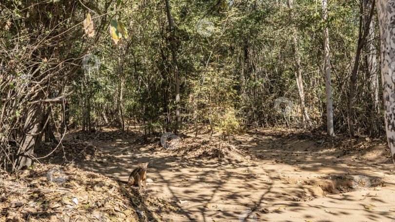 Скачать Уникальная мадагаскарская эндемичная ямка расположена на грунтовой дороге в лесу. фотосток Ozero