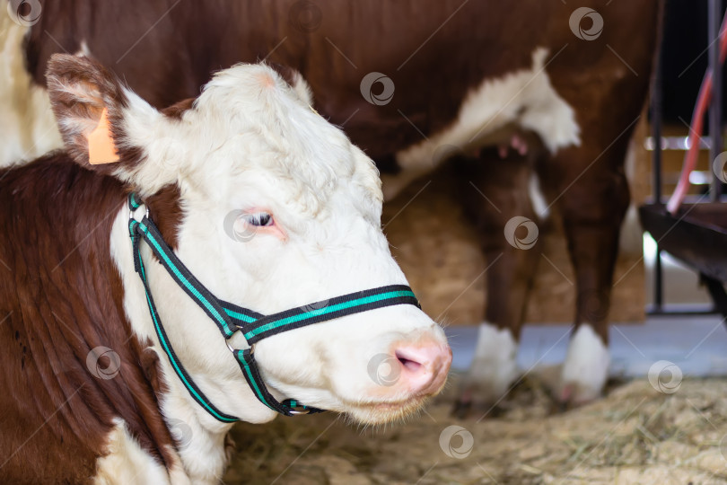 Скачать Портрет чистокровной бело-коричневой коровы с белыми ресницами. Современное фермерство фотосток Ozero