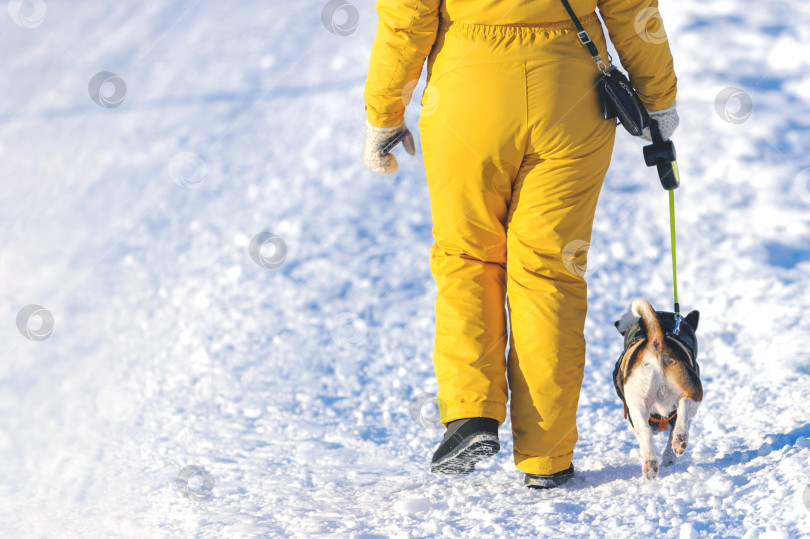 Скачать Женщина в желтом зимнем комбинезоне с собакой прогуливается по заснеженной дороге на зимней прогулке в солнечный день.Скопировать пробел. Место для вашего текста. фотосток Ozero