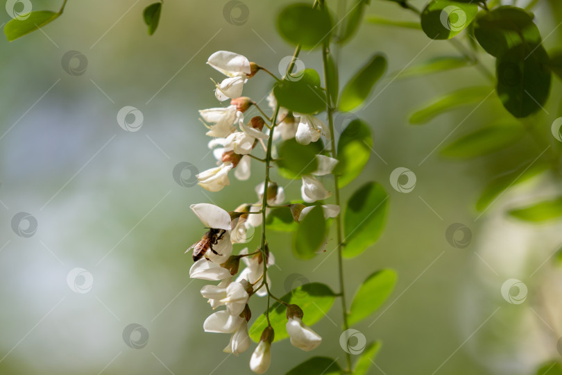 Скачать Пчела на цветке белой акации. фотосток Ozero