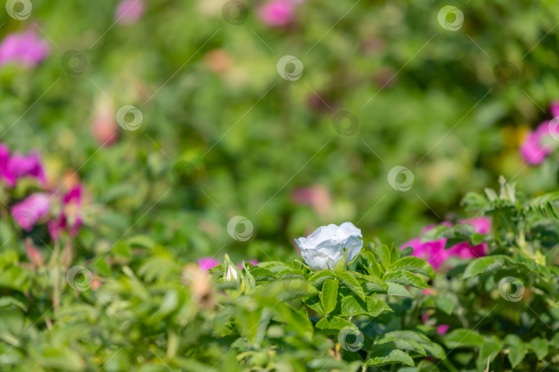 Скачать Белая дикая роза фотосток Ozero