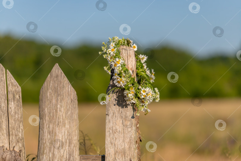 Скачать Венок из маргариток на деревянном заборе. фотосток Ozero