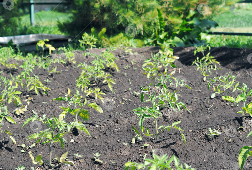 Скачать Естественный растительный зеленый фон. Молодые растения помидоров растут на грядке на открытом воздухе. Концепция выращивания овощей. Сельскохозяйственный фон. фотосток Ozero