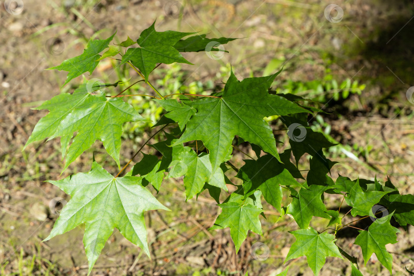 Скачать Молодые зеленые листья клена полевого, Acer campestre на размытом коричневом весеннем фоне. Нежные веточки клена с красивыми листьями в качестве текстуры для дизайна. Концепция природы. Выборочный фокус. фотосток Ozero