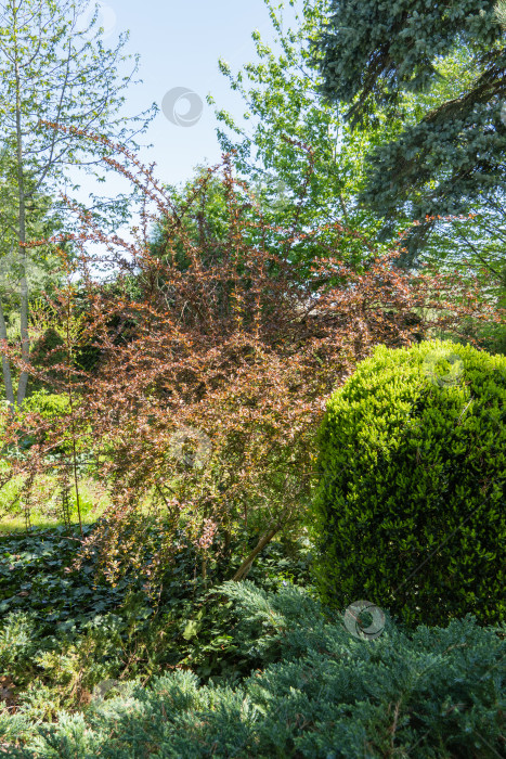 Скачать Огромный куст Berberis thunbergii Atropurpurea на размытом фоне вечнозеленых растений. Фиолетовая листва на изогнутых ветвях барбариса гармонично вписывается в ландшафт вечнозеленого сада. фотосток Ozero