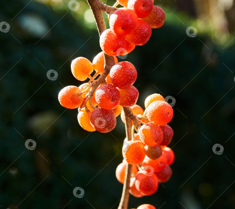 Скачать Красные плоды Elaeagnus umbellata сияют на солнце на размытом фоне зеленой листвы кустарников. фотосток Ozero