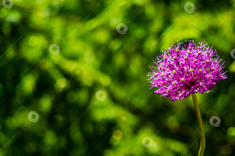 Скачать Цветущий лук-аллиум. Огромный фиолетовый цветок в форме шара на размытом зеленом фоне. Выборочный фокус. Цветок лука-аллиума на зеленом стебле. Концепция природы для дизайна. Есть место для текста. фотосток Ozero