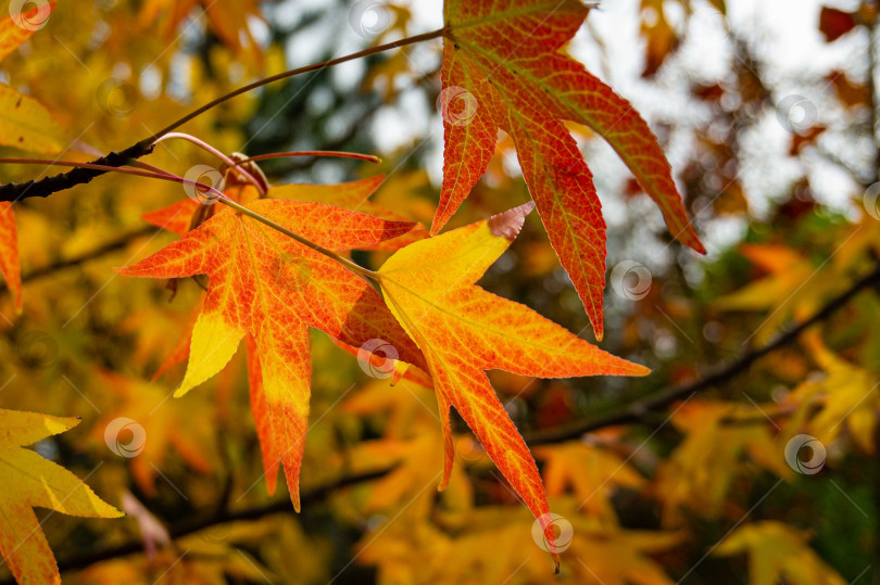 Скачать Liquidambar styraciflua, обычно называемый американской сладкой камедью (янтарное дерево). Крупный план. Золотые листья на дереве на размытом фоне осенних листьев. Выборочный фокус. Концепция природы для дизайна. фотосток Ozero