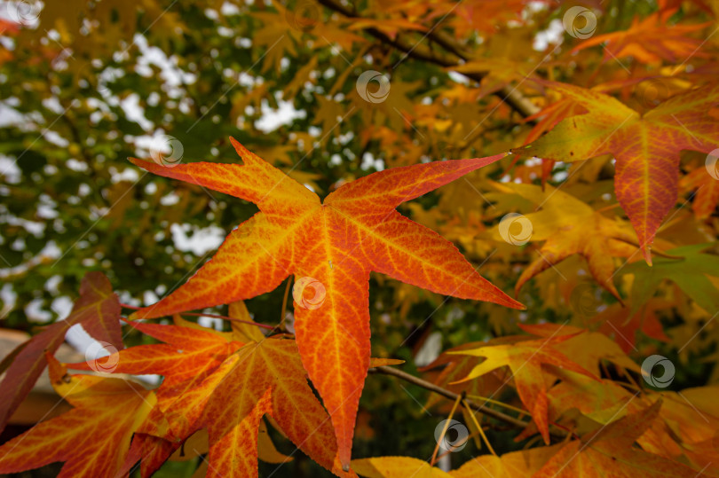 Скачать Liquidambar styraciflua, обычно называемый американской сладкой камедью (янтарное дерево). Крупный план. Золотые листья на дереве на размытом фоне осенних листьев. Выборочный фокус. Концепция природы для дизайна. фотосток Ozero