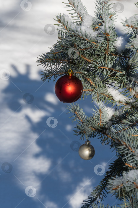 Скачать Вечнозеленые рождественские елки с рождественскими игрушками на ветках. Рождественская игрушка, рождественский шар под снегом на ветке ели Хупси. Настоящая зима в саду. Выборочный фокус. Размытый фон. фотосток Ozero
