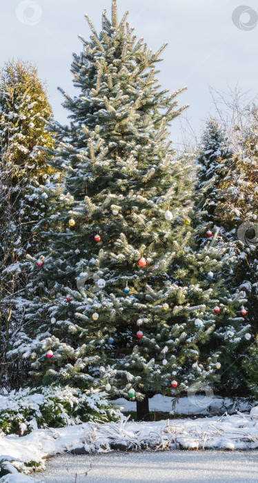 Скачать Вечнозеленые рождественские елки с рождественскими игрушками на ветках. Рождественская игрушка, рождественский шар под снегом на еловой ветке. Настоящая зима в саду. Выборочный фокус. Размытый фон. фотосток Ozero