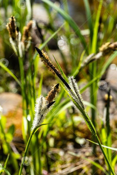 Скачать Цветущая осока Carex Nigra (Carex melanostachya) на берегу садового пруда. Пушистые желтые шапочки на черной или обыкновенной осоке на размытом фоне. Выборочный фокус. Концепция природы для весеннего дизайна. фотосток Ozero