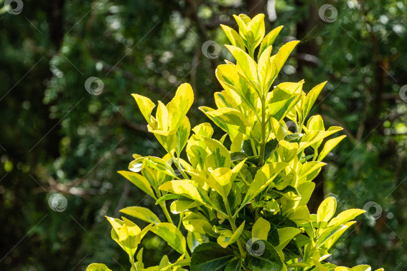 Скачать Euonymus japonicus Aureo-Marginata. Крупный план. Euonymus japonicus Aureo-Marginata с пестрыми зелено-желтыми листьями на размытом зеленом фоне. Выборочный фокус. Фон для естественного дизайна. фотосток Ozero