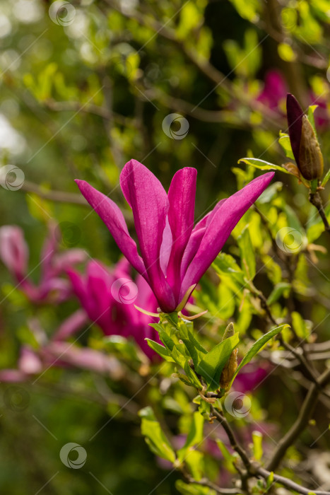 Скачать Магнолия Сьюзен (Magnolia liliiflora x Magnolia stellata). Крупный розовый цветок на фоне голубого апрельского неба. Красивый цветущий сад весной. Выборочный фокус. Концепция природы для дизайна. Место для вашего текста фотосток Ozero