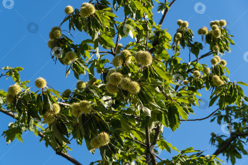 Скачать Пушистые шарики с семенами сладкого каштана (Castanea sativa). Крупный план пушистых шариков сладкого каштана (испанского или просто каштанового) на фоне голубого неба. Общественный ландшафтный городской парк Краснодара или парк Галицкого фотосток Ozero