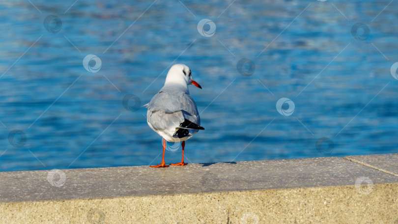 Скачать Тонкоклювая чайка (Larus genei, Chroicocephalus genei) сидит на сером парапете набережной на фоне голубой воды Черного моря. фотосток Ozero