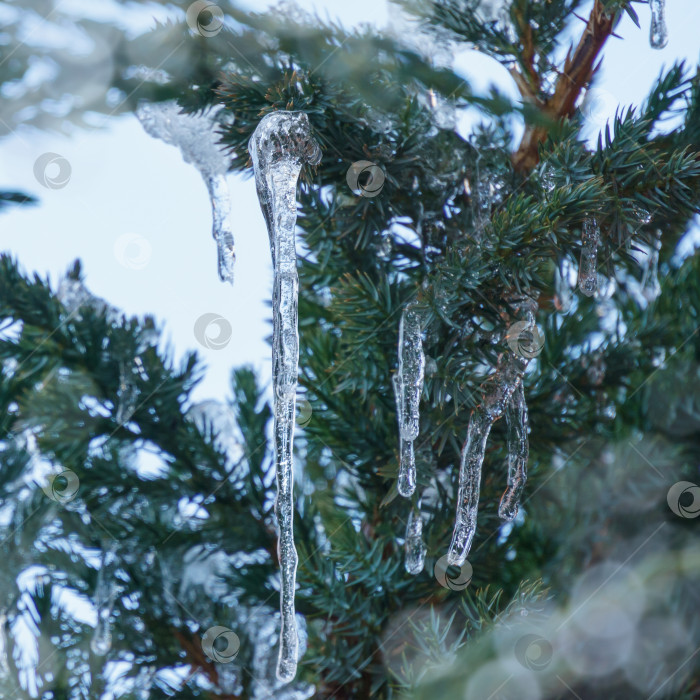 Скачать Красивые веточки можжевельника чешуйчатого Мейери крупным планом со снегом и сосульками в зимнем саду.  Макро-иголки в солнечном свете. Элегантная концепция природы для веселого Рождества и Нового года. Выборочный фокус фотосток Ozero