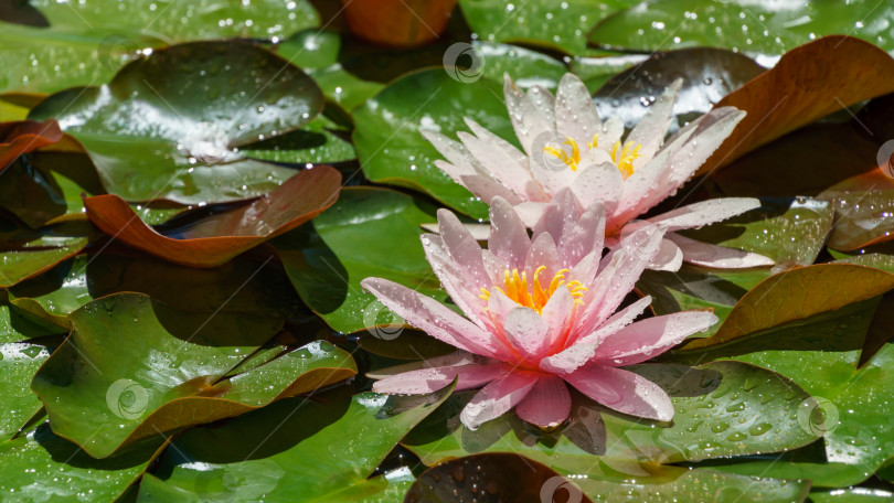 Скачать Две удивительные розовые водяные лилии или цветы лотоса Marliacea Rosea в пруду. Нимфеи с каплями воды. Концепция цветочного пейзажа и природы на заднем плане. Выборочный акцент на цветке на переднем плане. фотосток Ozero