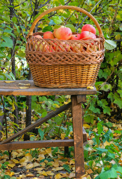 Скачать яблоки в саду фотосток Ozero