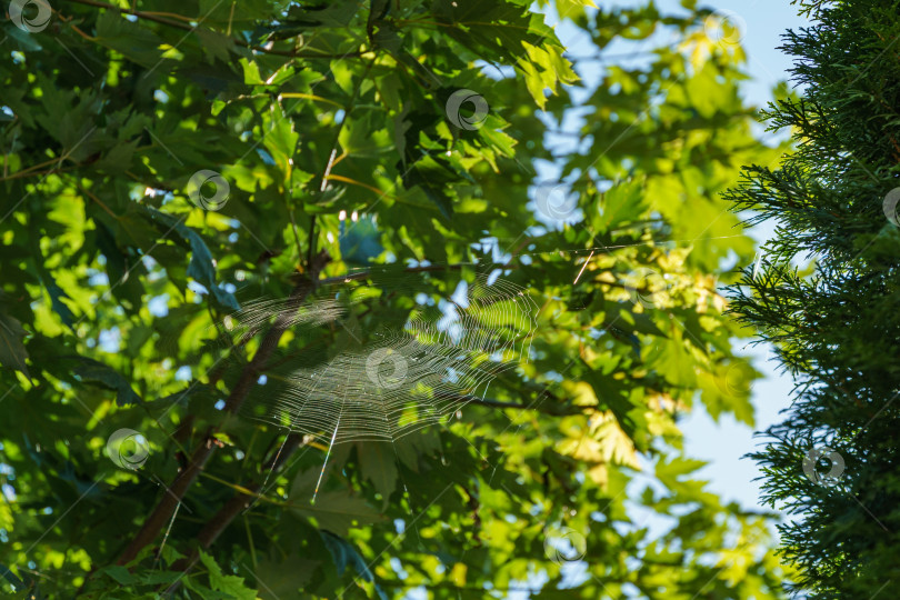 Скачать Изящная паутинка с утренней росой между зелеными листьями клена Acer saccharinum. Естественный солнечный свет. Природная концепция дизайна. фотосток Ozero