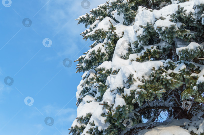 Скачать Ветви голубой ели Picea pungens покрыты белым пушистым снегом. Настоящая зима в саду. Солнечный зимний день. Рождественская концепция. фотосток Ozero