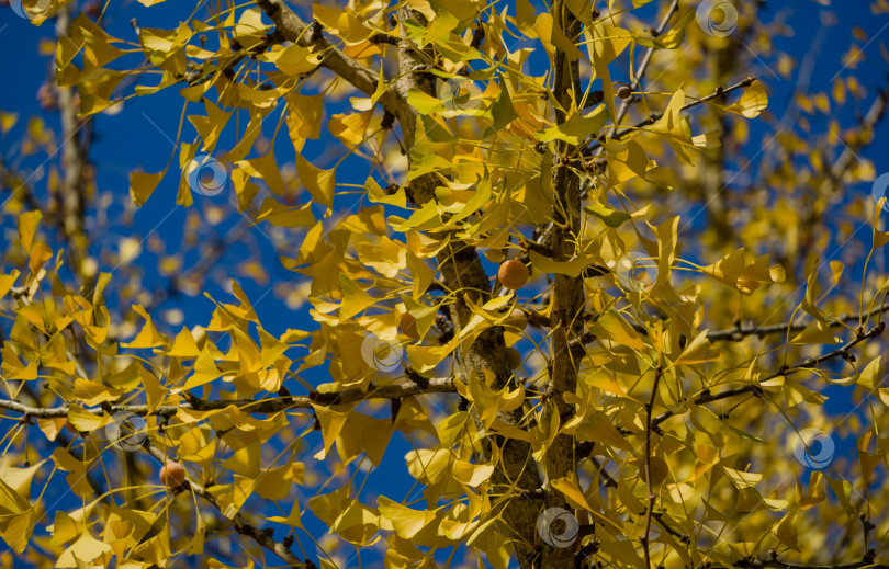 Скачать Желтые и золотые листья дерева гинкго (Ginkgo biloba), известного как гинкго или гингко на фоне голубого неба в парке Горячий Ключ. Элегантная природная концепция дизайна с золотой листвой фотосток Ozero