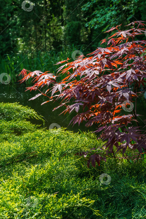 Скачать Японский клен Acer palmatum Atropurpureum. Молодые красные листья над зелеными веточками Juniperus pfitzeriana или Juniperus media Золотистое блюдце на размытом фоне зелени. Весенний пейзаж фотосток Ozero