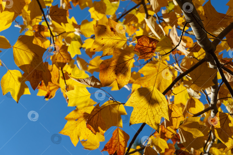 Скачать Золотистые и желтые листья тюльпанного дерева Liriodendron tulipifera на фоне голубого неба в солнечном свете. Природная концепция дизайна фотосток Ozero