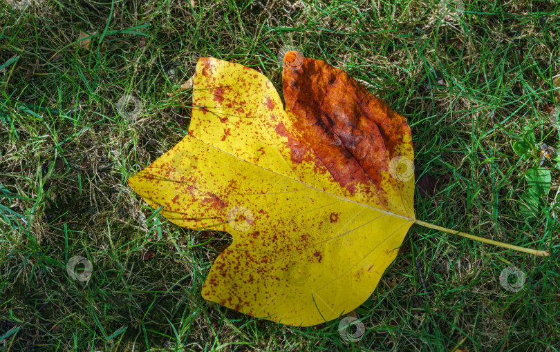 Скачать Золотой лист тюльпанного дерева (Liriodendron tulipifera). Крупный план осеннего листа американского или тюльпанного тополя на фоне зеленой травы. Выборочный фокус. Есть место для текста фотосток Ozero