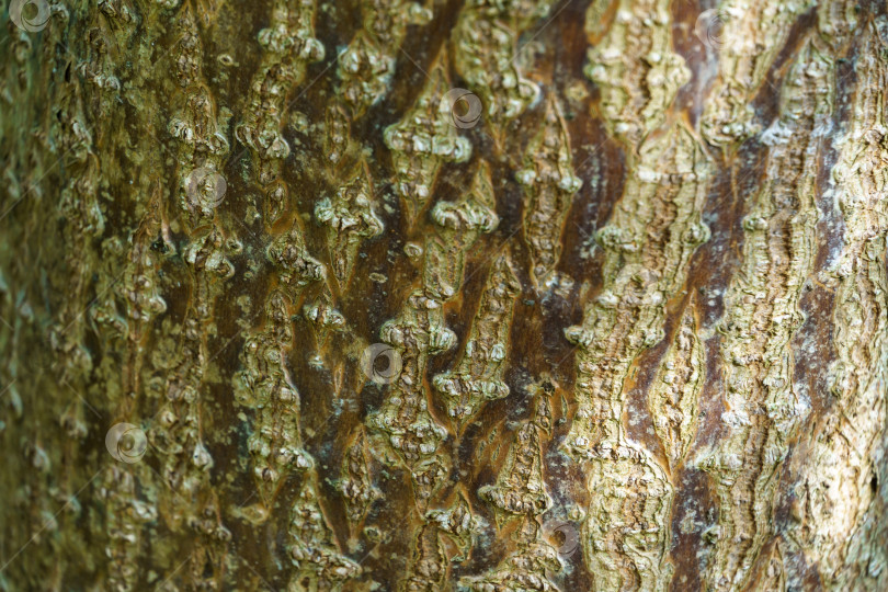 Скачать Текстура коры Paulownia tomentosa на размытом фоне естественной зелени. Абстрактный естественный фон для любого дизайна и места для текста. Выборочный акцент на коре дерева императрицы или принцессы фотосток Ozero