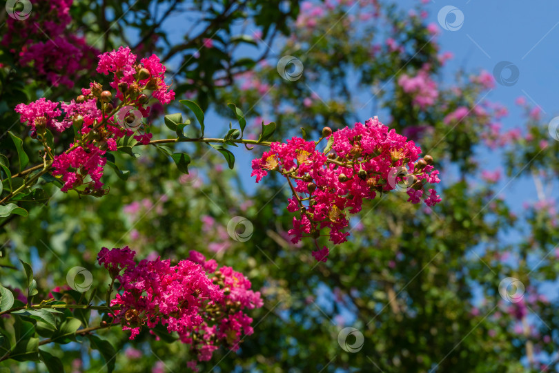 Скачать Ярко-розовые цветы распускаются на креповом миртовом дереве (Lagerstroemia indica) на размытом зеленом фоне в городском парке Краснодара. Выборочный фокус крупным планом. Общественный пейзаж парка Галицкого летом 2021 года фотосток Ozero