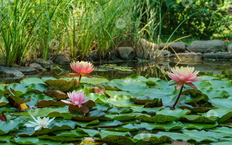 Скачать Ландшафтный садовый пруд с водяными лилиями или цветами лотоса.  Большие удивительные ярко-розовые водяные лилии цветок лотоса Оранжевый закат Перри в пруду с другими нимфеями. Цветочный пейзаж для обоев природа фотосток Ozero