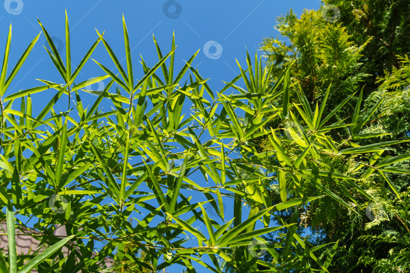 Скачать Зеленые листья бамбука Phyllostachys aureosulcata. Вечнозеленое изящное растение на фоне ярко-голубого неба. Прекрасная тема для любого дизайна. Избирательный фокус фотосток Ozero