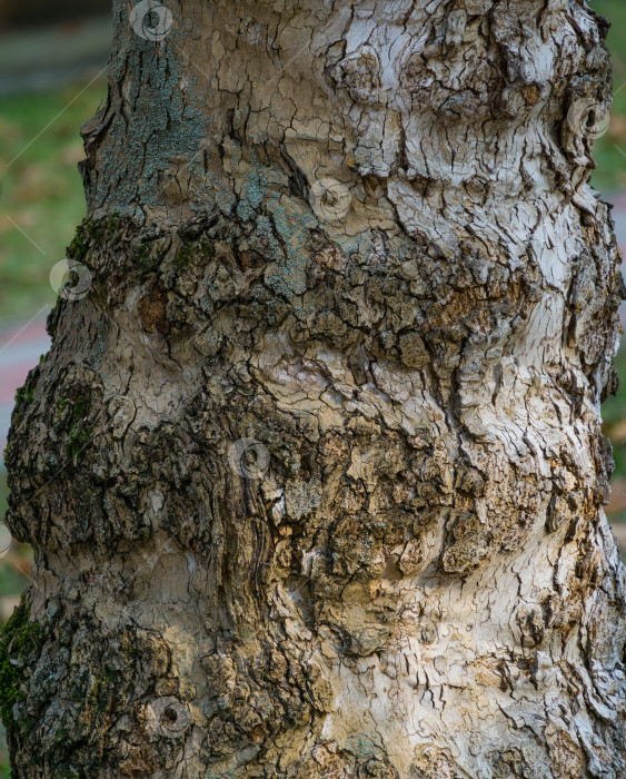 Скачать Приятная текстура коры американского платана (Platanus occidentalis, Платановое дерево). Натуральная серая и коричневая пятнистая кора платанового дерева в парке Горячий Ключ. Крупный план камуфляжного фона фотосток Ozero