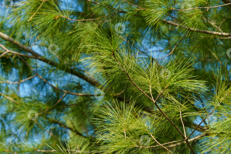 Скачать Длинные зеленые иглы белой сосны Pinus strobus на фоне голубого неба.  Оригинальная текстура натуральной сосновой зелени. фотосток Ozero