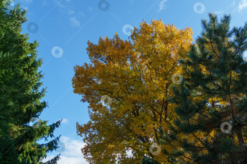 Скачать Огромный красный дуб Quercus rubra с золотыми листьями на закате на фоне голубого неба. Осенний мотив для дизайна. фотосток Ozero