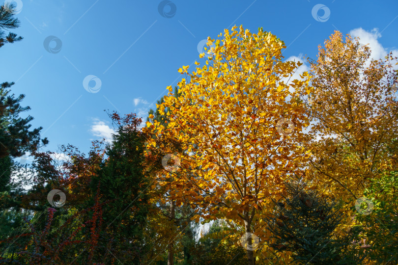 Скачать Золотая осень в ландшафтном саду. Желтые листья тюльпанного дерева (Liriodendron tulipifera) и ликидамбара стирацифлуа, или американской сладкой камеди. фотосток Ozero