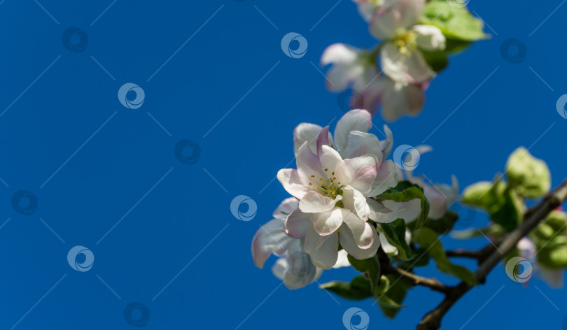 Скачать Цветущая очень старая яблоня на фоне голубого весеннего неба. Белые цветы яблони крупным планом. Выборочный фокус. Концепция природы для дизайна. Есть место для вашего текста фотосток Ozero