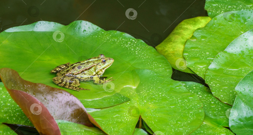 Скачать Зеленая лягушка Рана ридибунда (pelophylax ridibundus) сидит на листе водяной лилии в садовом пруду. Листья водяной лилии покрыты каплями дождя. Естественная среда обитания и природная концепция дизайна фотосток Ozero