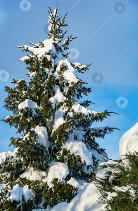 Скачать Ель Picea omorika под белым пушистым снегом в голубом небе. Ветви с короткими полосатыми иголками, характерные для сербской ели. Зимняя тема для дизайна. Солнечный зимний день. Рождественская концепция. фотосток Ozero