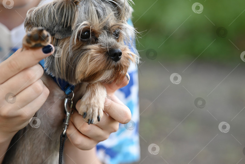 Скачать молодая девушка с собакой йоркширский терьер на желтом чистом фоне фотосток Ozero
