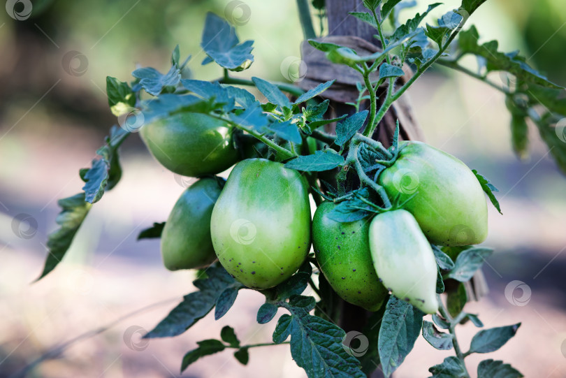 Скачать Сбор урожая красных помидоров в саду фотосток Ozero