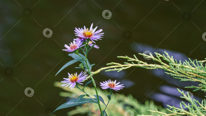 Скачать Астра думозус (Symphyotrichum dumosum, кустистая астра), цветущая фиолетовыми и розовыми яркими цветами на фоне зеленой воды. Фиолетовые михайловские маргаритки - осенние цветы фотосток Ozero