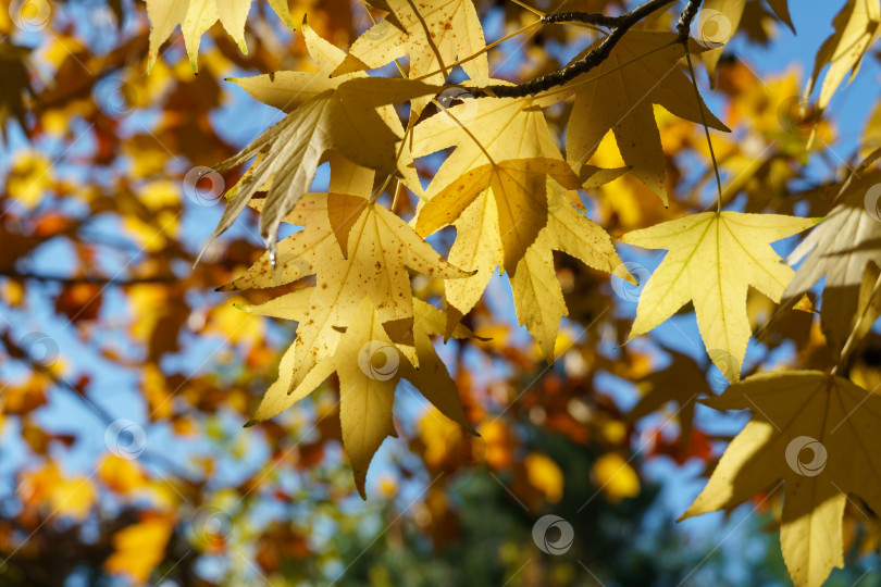 Скачать Золотистые листья и колючие черные шарики семян Liquidambar styraciflua, обычно называемого американской сладкой камедью (янтарное дерево), в фокусе на фоне размытых листьев. Концепция природы для дизайна фотосток Ozero