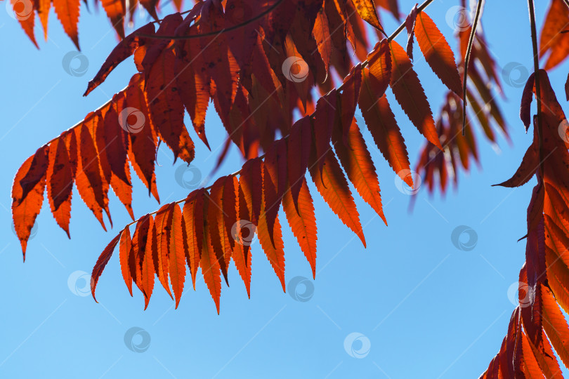 Скачать Осенние красные цвета листьев сумаха Rhus typhina (сумах рогатый, Anacardiaceae) на фоне голубого неба. Фон с рисунком естественной текстуры. фотосток Ozero